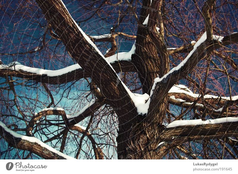 Durchzogen Umwelt Natur Pflanze Luft Wasser Himmel Winter Schnee Baum alt frieren Coolness dunkel blau braun weiß ruhig Traurigkeit Tod Zufriedenheit kalt Kraft