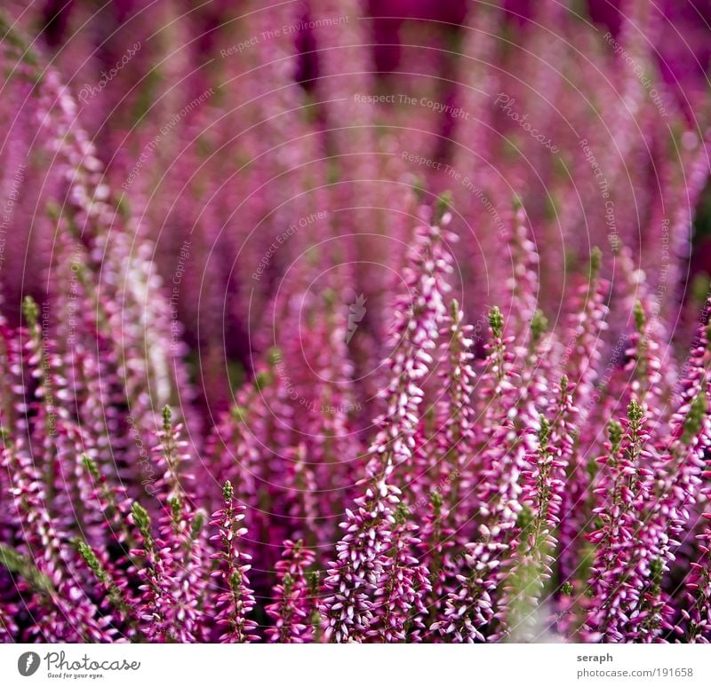 Pink heath Bergheide Jahreszeiten Saison background plants pflanzlich Biologie ökologisch Natur stem Blume perennial purple pink detail blooms flora Kontrast