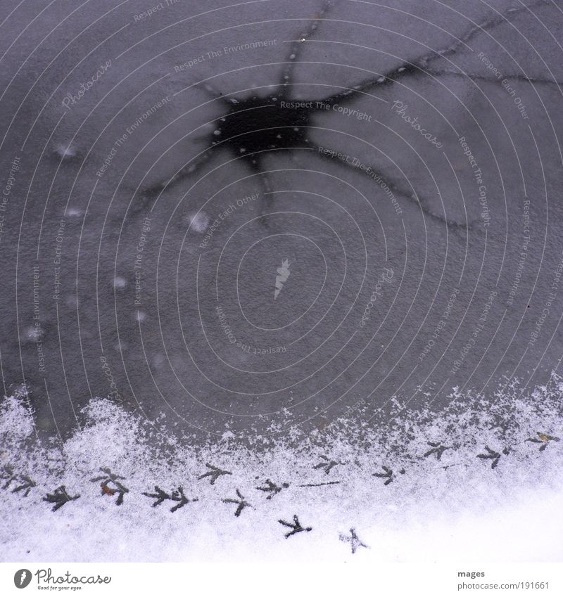 Auf dünnem Eis Urelemente Wasser Winter Frost See Vogel Optimismus gefährlich Riss Fußspur Schnee gefroren Eisloch Teich Vogelspur Loch Farbfoto Gedeckte Farben