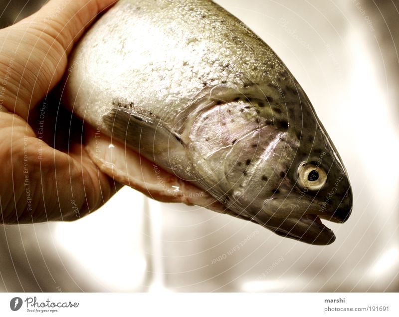 es fischelt... Lebensmittel Fisch Ernährung Sushi Natur Tier Schuppen 1 festhalten Glätte Forelle fischig Geruch Farbfoto Übelriechend Fischkopf Fischauge
