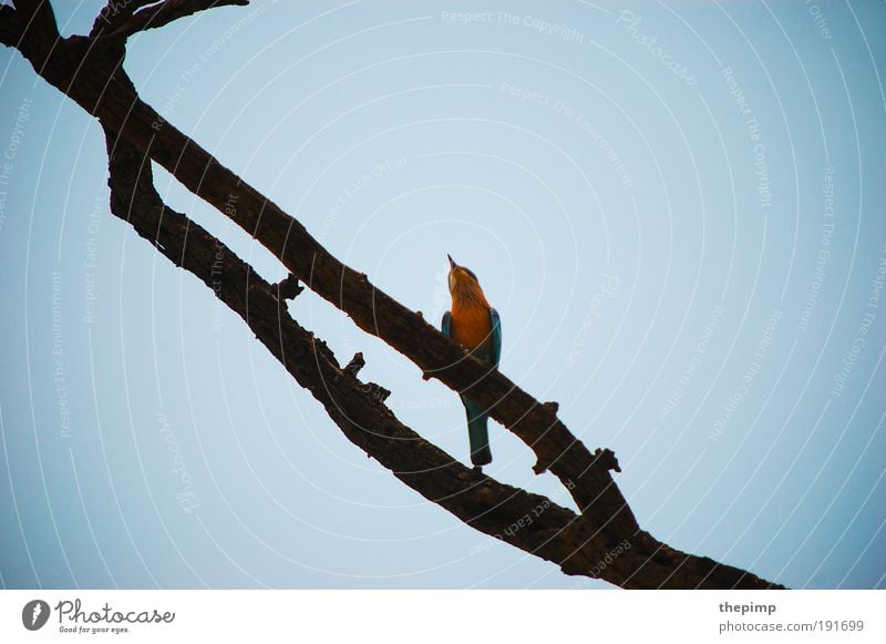 Kingfisher Ferien & Urlaub & Reisen Ferne Freiheit Tier Wolkenloser Himmel Vogel 1 Holz blau gelb Asien Indien Farbfoto Außenaufnahme Textfreiraum links