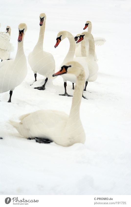 Weiß, wo man hinsieht weiß... Eis Frost Schnee Schwan Flügel Tiergruppe Herde Schwarm Erholung sitzen Reinheit Appetit & Hunger Fernweh Farbfoto Gedeckte Farben