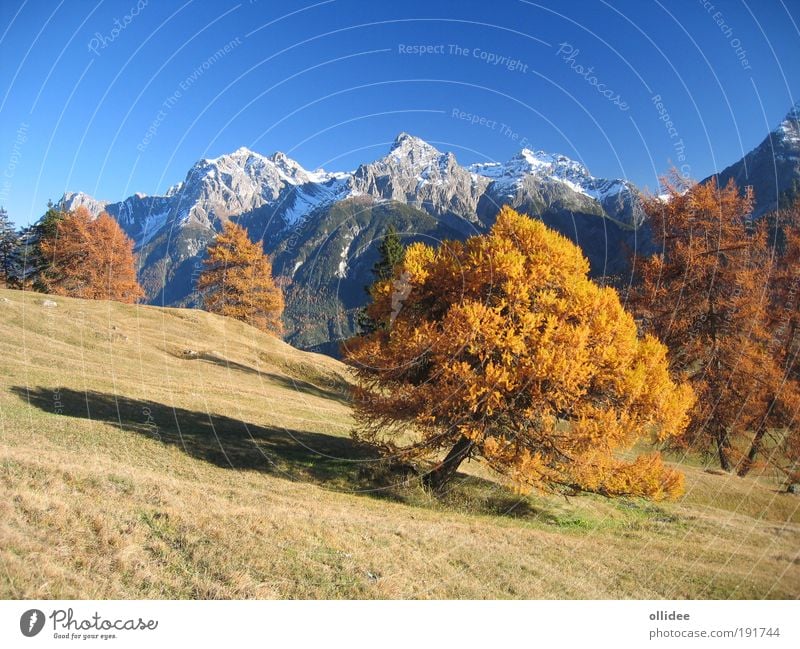Bergherbst 01 Natur Landschaft Herbst Schönes Wetter Baum Wiese Alpen Berge u. Gebirge Gipfel Schneebedeckte Gipfel laufen Freundlichkeit frisch natürlich
