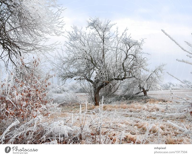 Winterspaziergang Natur Landschaft Eis Frost Schnee Baum Feld Stadtrand Menschenleer kalt Stimmung Raureif Winterstimmung Farbfoto Außenaufnahme Tag