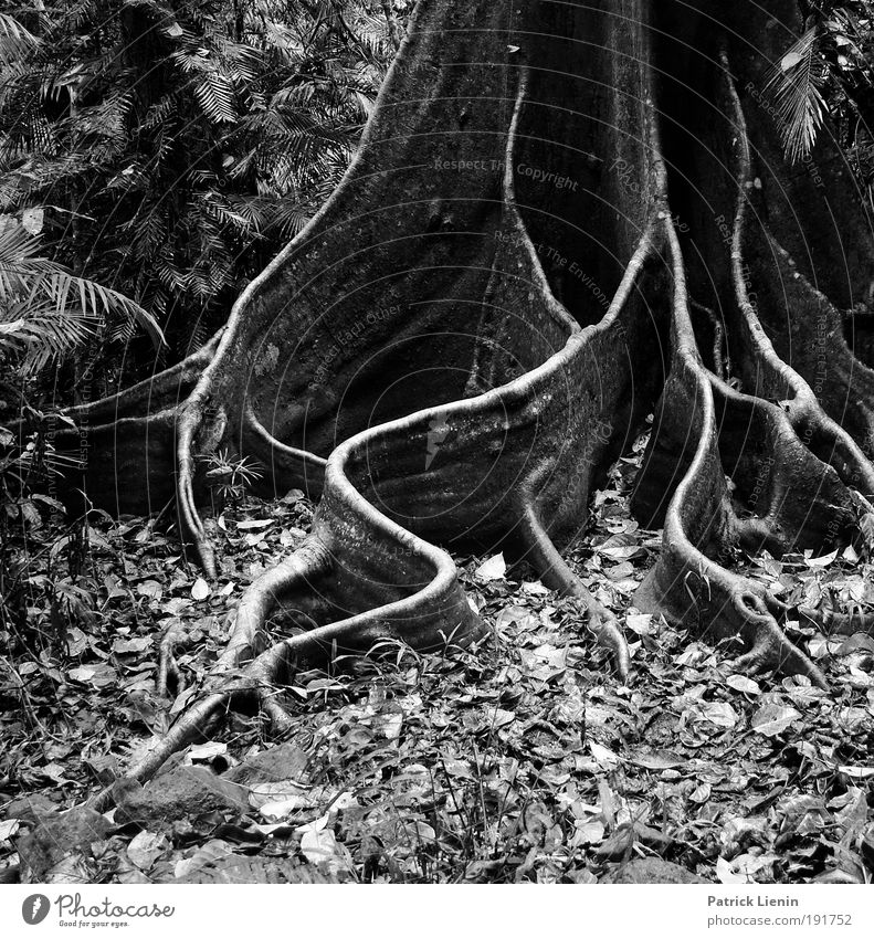 buttress roots Umwelt Natur Baum Urwald alt schön Wurzel Brettwurzelbaum Cairns feucht Regen elegant Linie Blatt Strukturen & Formen schlangenförmig