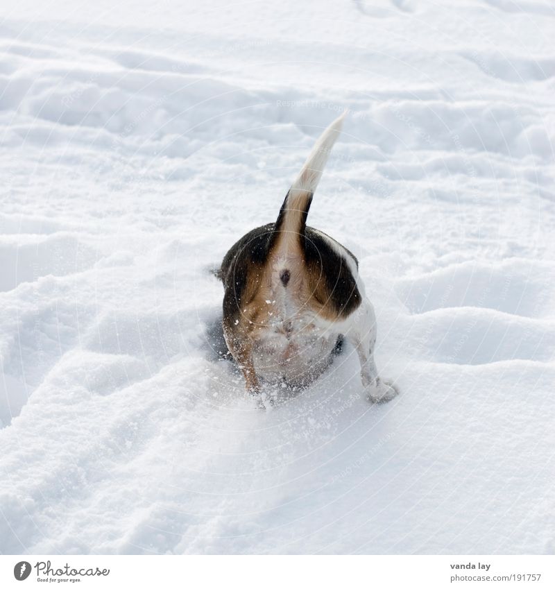 Leck mich am ... Umwelt Urelemente Winter Eis Frost Tier Wildtier Hund 1 Leidenschaft graben Loch Dezember Januar Februar November Hinterteil Schwanz hintern