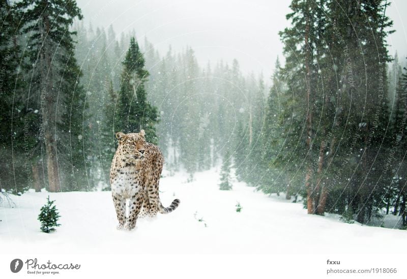 Persischer Leopard im Schnee exotisch Abenteuer Winter Natur Landschaft Klima Klimawandel Schneefall Wald Tier Wildtier Katze 1 stehen frei grün weiß Farbfoto