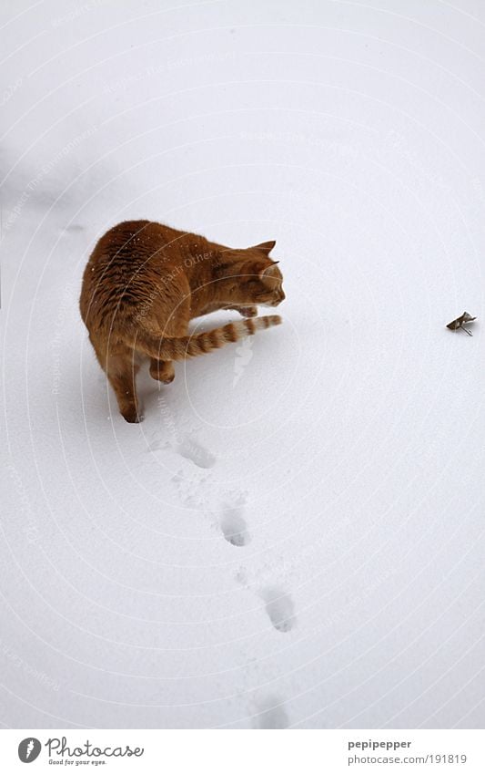 vom Weg abkommen Spielen Jagd Winter Schnee Umwelt Erde Eis Frost Garten Park Tier Katze 1 beobachten drehen Fressen füttern Blick Tierliebe Wachsamkeit