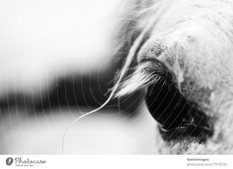 Schließen Sie herauf Detail eines weißen horse'e Auges Tier schön Tierwelt Wimpern Kopf Mähne Pferd Pferdekopf Detailaufnahme Nahaufnahme Schwarzweißfoto