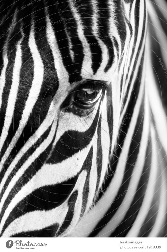 Porträt eines Zebras. Schwarz und weiß. schön Körper Haut Gesicht Safari Zoo Tier Pelzmantel Wildtier Streifen hell klein wild schwarz Säugetier Afrikanisch