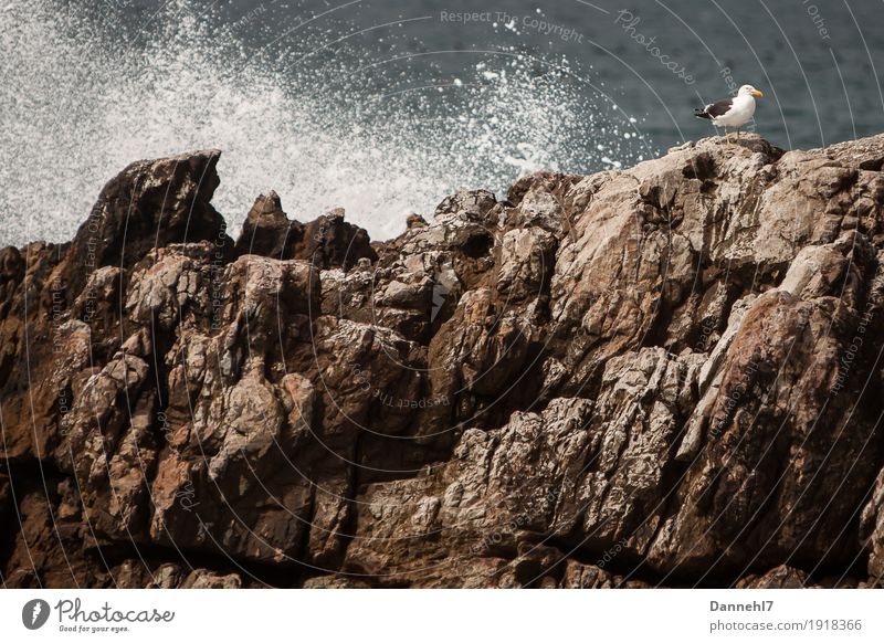 Die Möwe I Meer Insel Wellen Menschenleer Vogel fliegen hocken maritim blau braun grau schwarz weiß Zufriedenheit Vertrauen Sicherheit Schutz Einsamkeit
