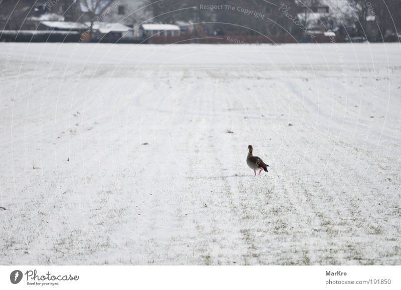 Ferne Natur Landschaft Winter Schnee Gras Feld Dorf Tier Vogel 1 gehen laufen Blick kalt Einsamkeit Farbfoto Außenaufnahme Tag Schwache Tiefenschärfe