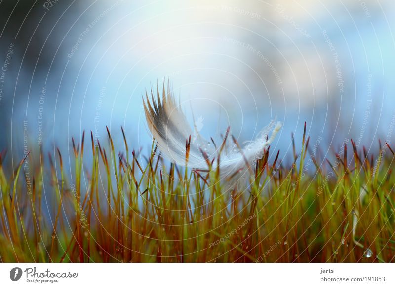 schweben Natur Gras Moos Vogel fliegen träumen elegant frei Gelassenheit ruhig Freiheit Frieden Leichtigkeit Feder leicht jarts Schweben Farbfoto Außenaufnahme