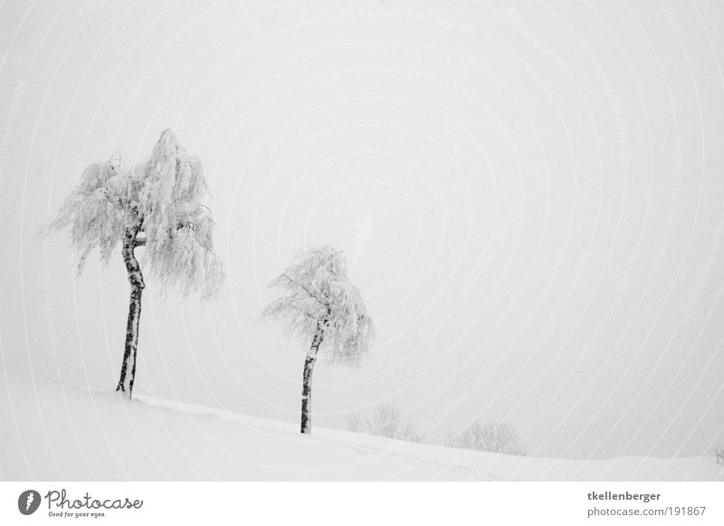 winter never ends III Urelemente Wolken Winter Nebel Schnee Baum frieren gehen genießen kalt trist grau schwarz weiß Natur Hochnebel Birke Zweige u. Äste