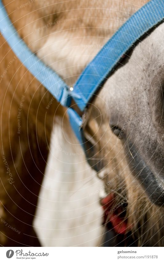 ja wo is denn die nase? Haare & Frisuren Haut Reiten Mund Lippen Schönes Wetter Tier Pferd 1 atmen nah natürlich Sauberkeit schön Wärme weich blau braun weiß