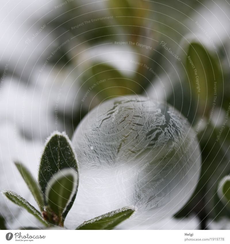 filigrane Eiskunst Umwelt Natur Pflanze Winter Frost Blatt Garten Seifenblase frieren liegen außergewöhnlich schön einzigartig kalt grau grün weiß ästhetisch