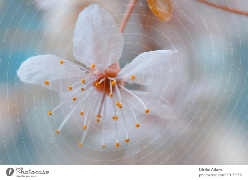 Japanische Kirschbaumblüte elegant Design harmonisch Wohnung einrichten Dekoration & Verzierung Tapete Bild Leinwand Poster Postkarte Kunst Kunstwerk Natur
