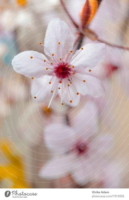 Frühling - Japanische Kirschbaumblüten elegant Design Garten Innenarchitektur Dekoration & Verzierung Tapete Bild Poster Natur Pflanze Baum Blume Blüte