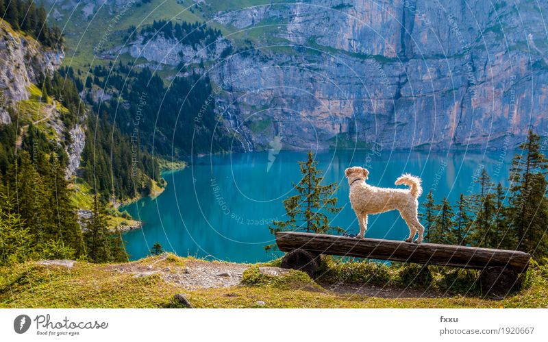 Shila geniesst die Aussicht wandern Natur Landschaft Wald Hügel Felsen Alpen Berge u. Gebirge See Oeschinensee Tier Haustier Hund gehen genießen Blick