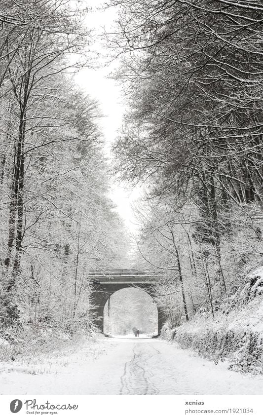 Winterlicher Weg mit Bäumen und Brücke Wege & Pfade Schnee Baum Fußgänger wandern hell braun schwarz weiß Spazierweg Bogen Tente Starke Tiefenschärfe