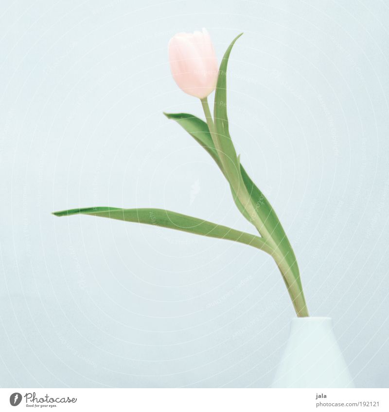 Four oh oh Pflanze Blume Tulpe ästhetisch einfach elegant schön rosa hell-blau Vase Farbfoto Gedeckte Farben Innenaufnahme Hintergrund neutral Kunstlicht Licht