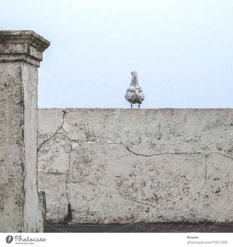 genießen | die Aussicht Mauer Wand Pfosten Säule Tier Vogel Möwe 1 Stein Beton Riss verwittert beobachten sitzen warten braun grau Einsamkeit hell-blau