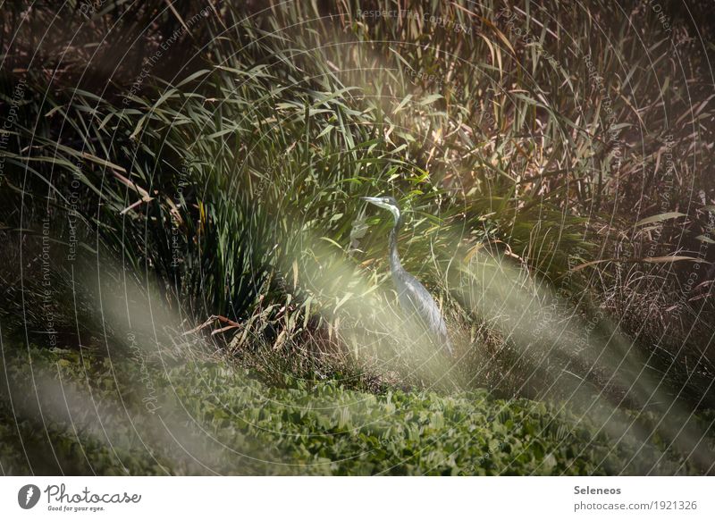 black-headed heron Sommer Umwelt Natur Schönes Wetter Schilfrohr Küste Seeufer Flussufer Teich Tier Wildtier Vogel Reiher 1 natürlich verstecken verdeckt