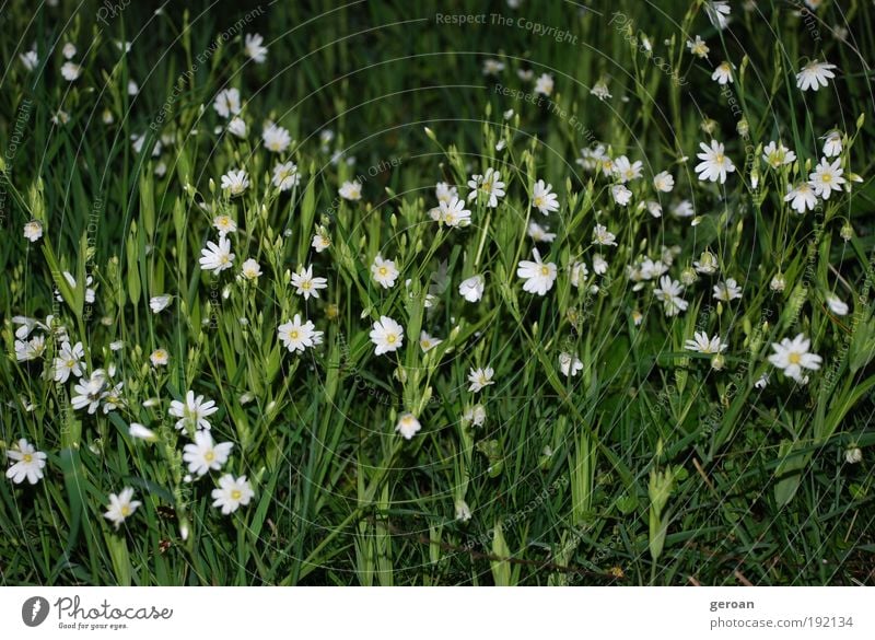 Grün-Weiß Natur Pflanze Sommer Blume Gras Blüte Park Wiese atmen Blühend Duft genießen Wachstum frisch natürlich saftig unten grün weiß Gelassenheit ruhig