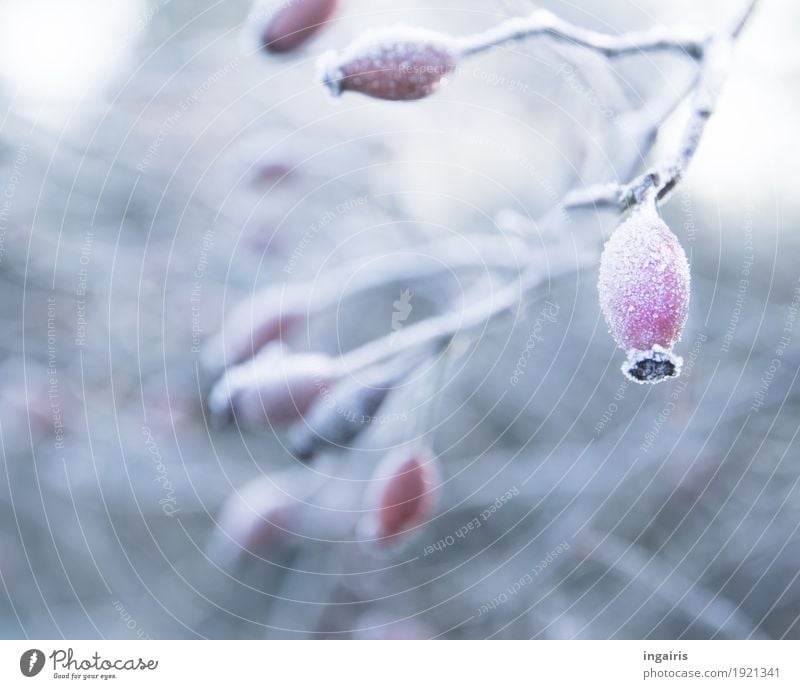 Zartes Frostgewächs Natur Pflanze Klima Eis Sträucher Hagebutten Zweige u. Äste Beeren Garten hängen kalt natürlich grau rot weiß Stimmung Glaube