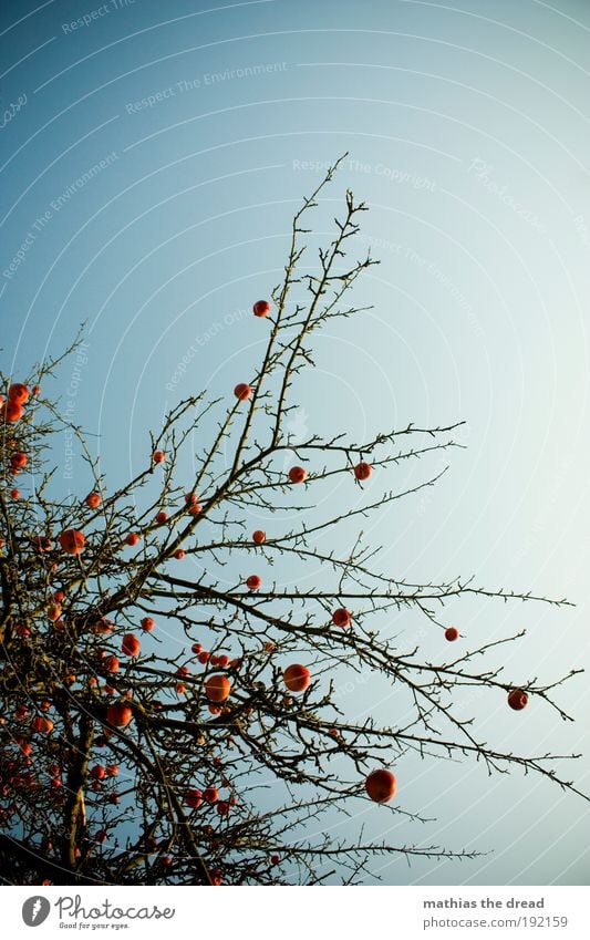 APFELBAUM Umwelt Natur Pflanze Wolkenloser Himmel Winter Schönes Wetter Baum Nutzpflanze Apfelbaum ästhetisch elegant fantastisch kalt Einsamkeit Idylle ruhig