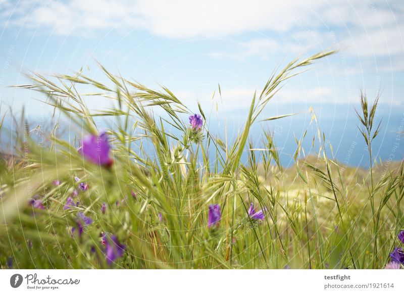 natur Umwelt Natur Landschaft Pflanze Tier Himmel Wolken Sonne Sommer Blume Blüte Wiese Fröhlichkeit frisch nah maritim Wärme Unschärfe weich angenehm Farbfoto