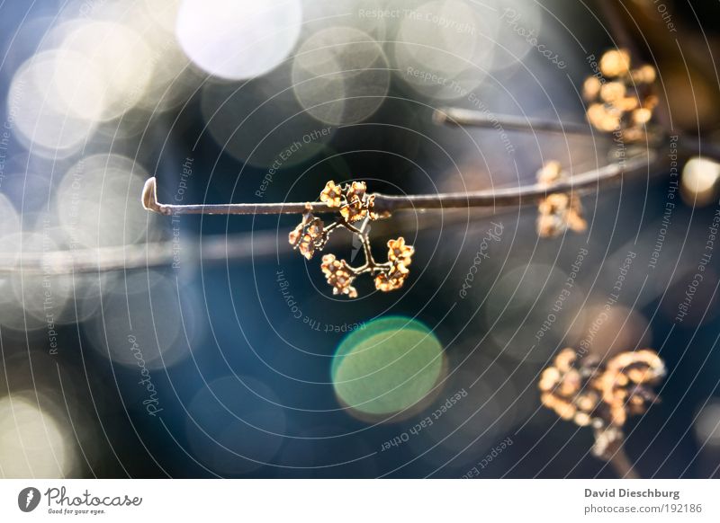 Lichter des Herbstes Natur Pflanze weiß laublos schön herbstlich Farbfoto Nahaufnahme Detailaufnahme Makroaufnahme Strukturen & Formen Tag Kontrast
