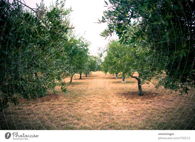 olivenhain Landwirtschaft Plantage Umwelt Natur Pflanze Sommer Baum Grünpflanze Nutzpflanze Olivenbaum Garten Park Wald nah braun grün gewissenhaft Gelassenheit