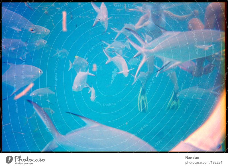 Wuselwusel Wassersport viele tauchen Fisch Schwarm Taucher blau Lebensraum tropisch Seychellen Mensch Schwimmhilfe Riff analog Anhäufung voll Natur Schnorcheln