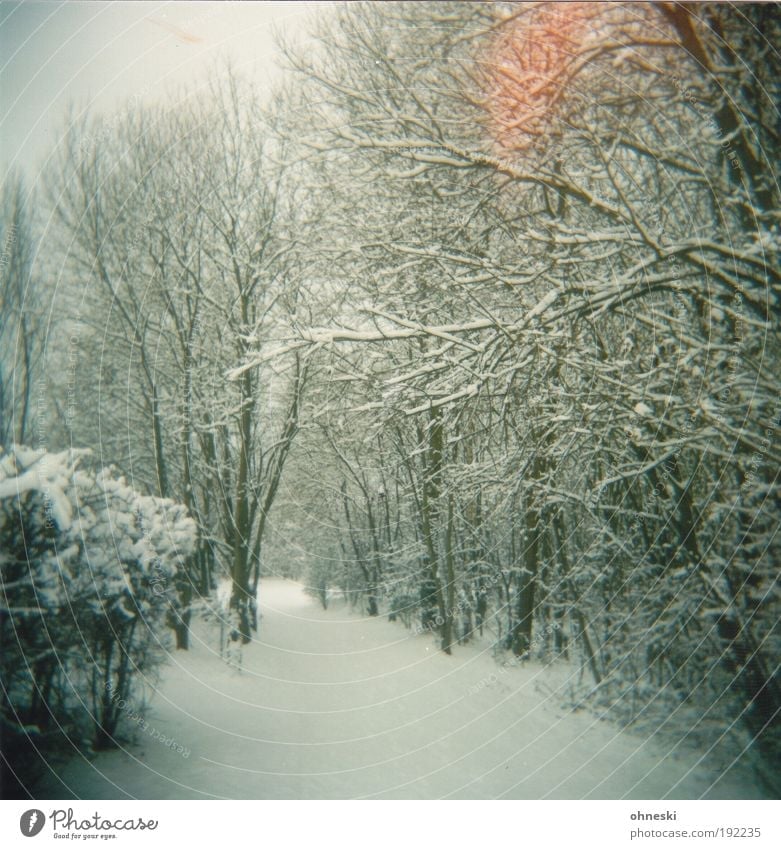 Heizstrahler Umwelt Natur Landschaft Pflanze Winter Eis Frost Schnee Baum Park Wald Wege & Pfade Sehnsucht Einsamkeit Erwartung Light Leak Farbfoto