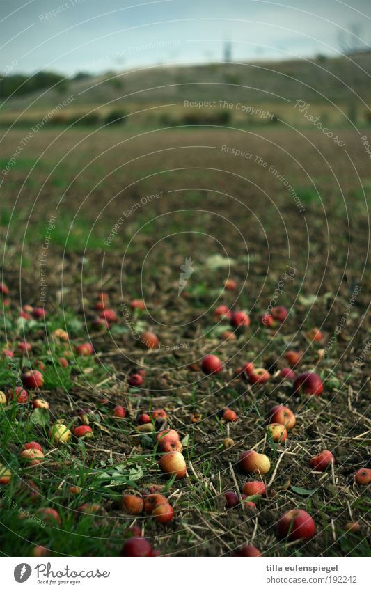 Selbstbedienung Lebensmittel Frucht Apfel Ernährung Ausflug Erntedankfest Umwelt Natur Herbst Baum Feld alt liegen authentisch natürlich Originalität trist wild