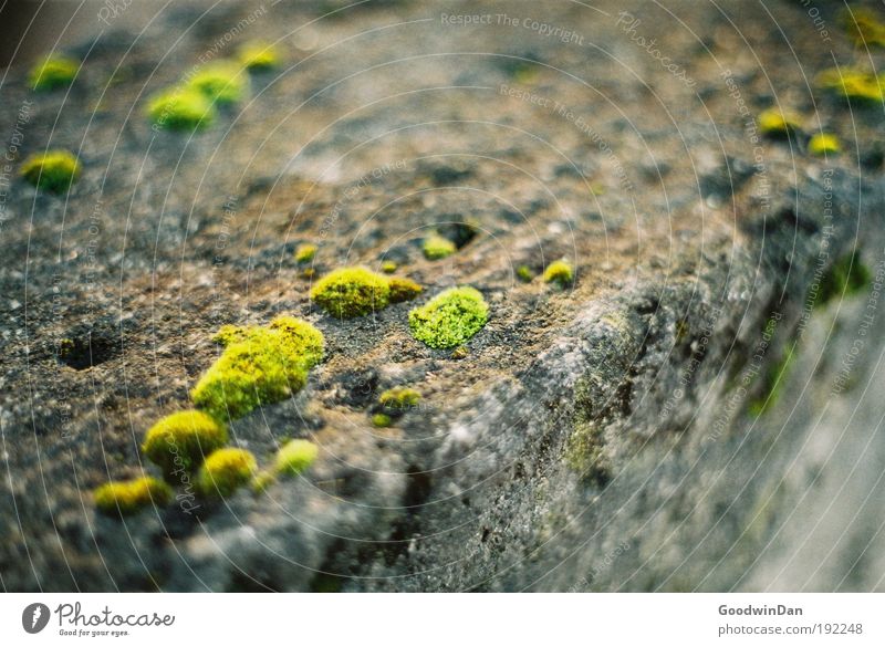 Analoges Moos Mauer Stein analog dreckig Duft nass natürlich grau grün Frühlingsgefühle Sehnsucht Farbfoto Außenaufnahme Menschenleer Dämmerung Tag