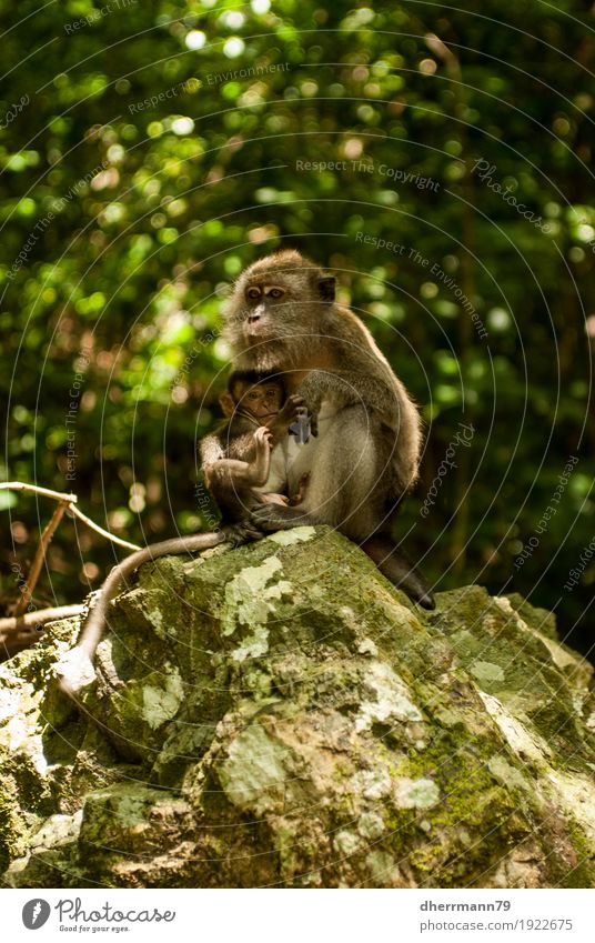 Affenbaby wird gesäugt Tier stillen Zitze Mutter Kind Tierjunges Intimität 2 Tiergruppe Vertrauen Schutz Tierliebe Partnerschaft Duft Erfahrung Fürsorge Natur