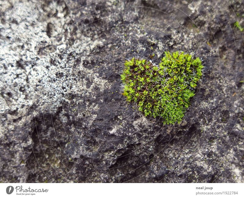 I <3 nature Pflanze Moos Stein Herz Liebe träumen ästhetisch frisch Gesundheit natürlich weich grün Verliebtheit einzigartig Leichtigkeit Wachstum Bioprodukte