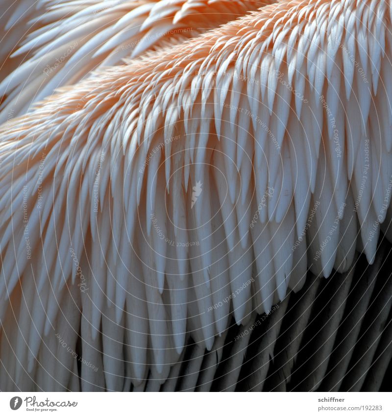 frisch gekämmt Natur Tier Vogel rosa Pelikan Feder Ordnung Schräger Vogel gefiedert Hintergrund neutral Zoo Tierporträt Neigung