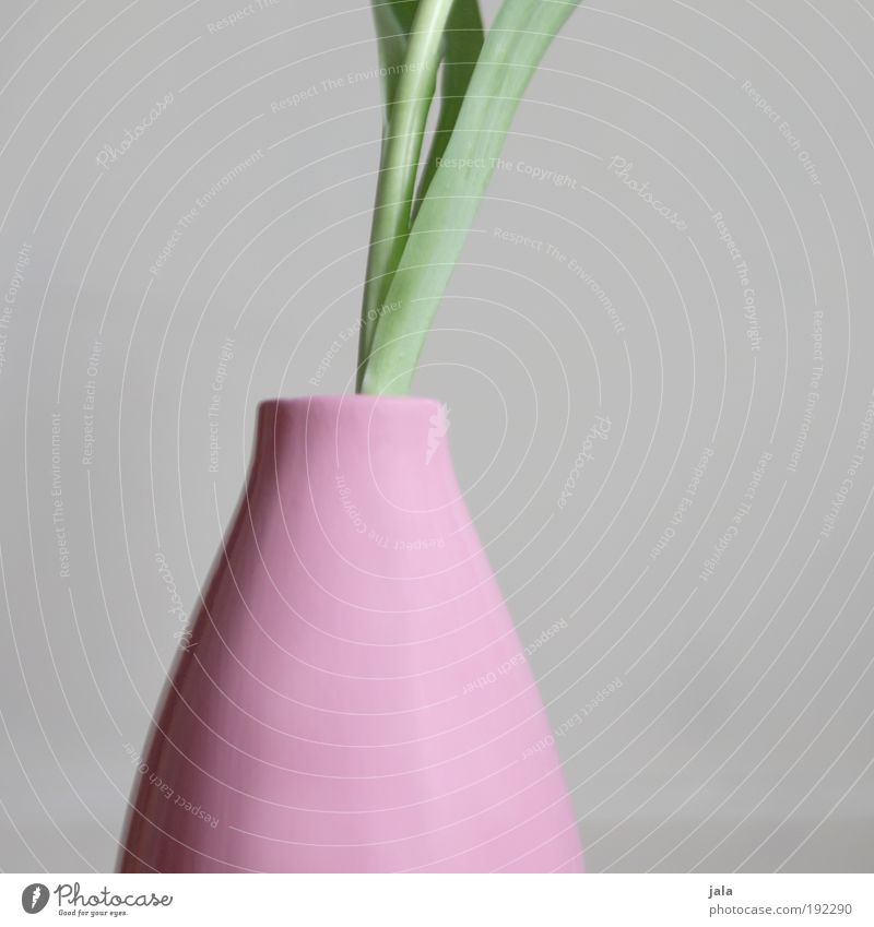 Stilleben Pflanze Blatt Grünpflanze Design Vase rosa grau Farbfoto Innenaufnahme Hintergrund neutral Tag