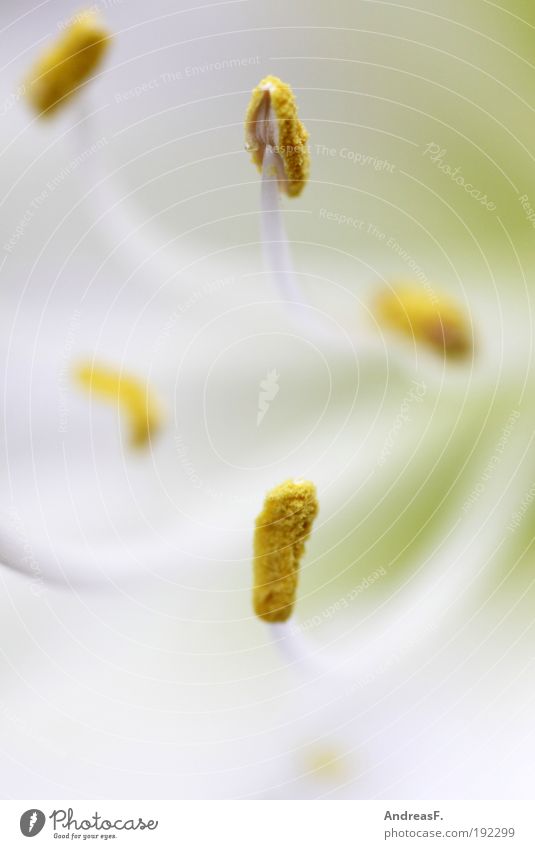Amaryllis Wellness Natur Pflanze Frühling Blume Blüte nah gelb Amaryllisgewächse Pollen Staubfäden Makroaufnahme Nahaufnahme Blütenblatt Biene Farbfoto