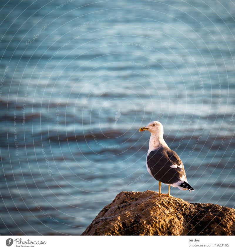 Möwenblick Wasser Küste Riff Meer Wildtier Vogel 1 Tier beobachten Blick stehen ästhetisch frei Neugier positiv gelb selbstbewußt Interesse Freiheit Kontrolle