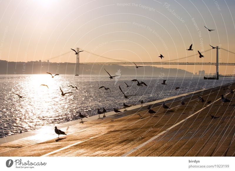 Flugshow in Lissabon Ferien & Urlaub & Reisen Tourismus Städtereise Sonnenaufgang Sonnenuntergang Sonnenlicht Schönes Wetter Flussufer Tejo Tejo-Brücke Portugal