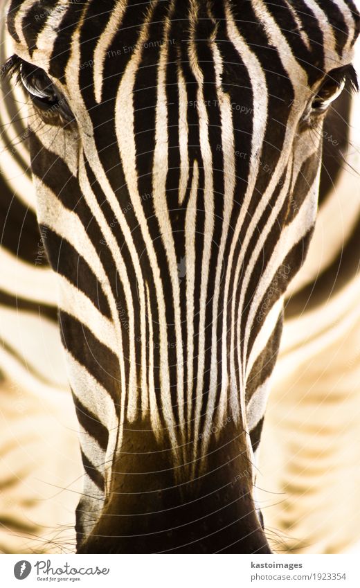 Porträt eines Zebras. schön Körper Haut Gesicht Safari Zoo Umwelt Natur Tier Park Wildtier Tiergesicht 1 Streifen füttern stehen hell klein wild braun schwarz