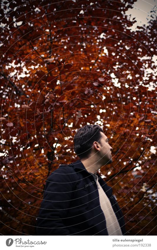 red Ausflug maskulin Mann Erwachsene Leben 1 Mensch 30-45 Jahre Umwelt Natur Herbst Baum Park beobachten genießen Blick verblüht warten dunkel gigantisch kalt