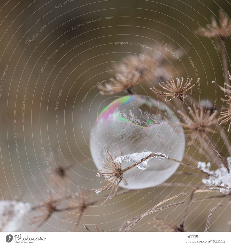gefrorene Seifenblase hängt an getrockneter Dolde des Wiesenkerbels Freizeit & Hobby Natur Pflanze Luft Wasser Winter Eis Frost Blume Garten Feld beobachten