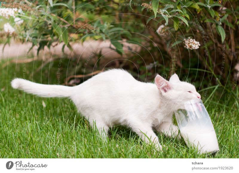 Kleines weißes Kätzchen schön Baby Tier Pelzmantel Haustier Katze klein lustig niedlich schwarz melken jung Katzenbaby heimisch vereinzelt Lebensmittel trinken