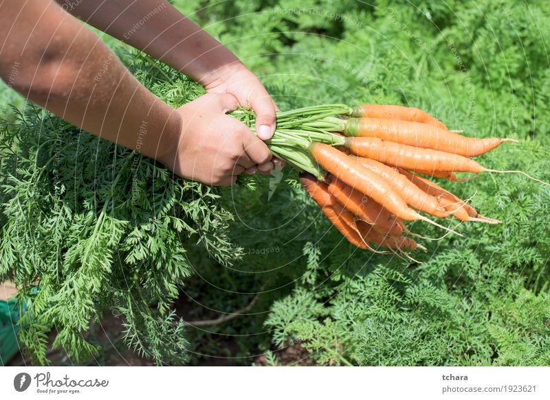 Karotten in einem Gemüsegarten Vegetarische Ernährung Sommer Garten Gartenarbeit Mensch Hand Natur Pflanze Erde Blatt frisch natürlich Sauberkeit grün Möhre