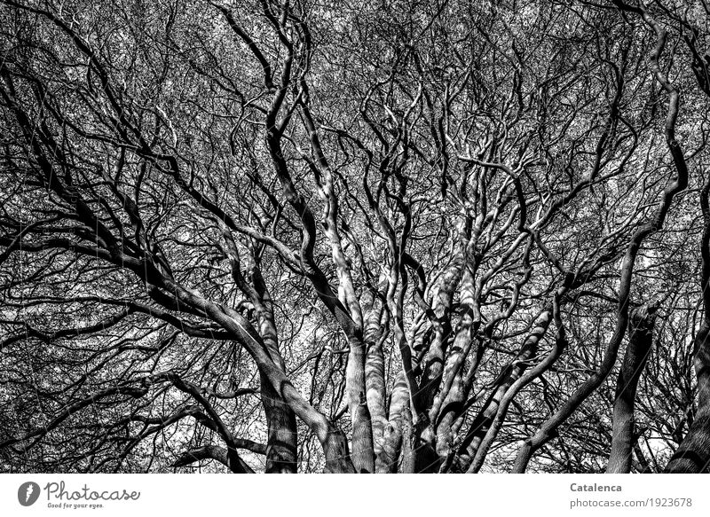 Verästelungen, Blick in die wild durcheinander wachsenden Äste alter Buchen Winter Schönes Wetter Baum Ast Zweig Wald Wachstum authentisch groß grau schwarz